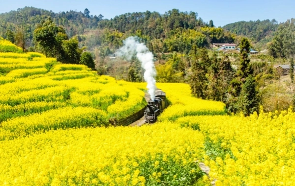 Jiayang small train: a living fossil of the industrial revolution passing through the flower sea