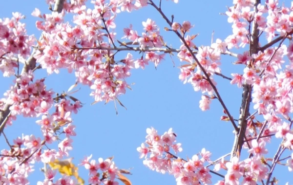 Jardín Botánico Kunming West Garden: Una épica condensada del vivero de montaña al reino de plantación