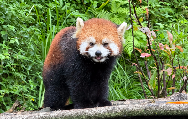 ログイン パンダ バレー:巨大なパンダとハイマウンテンキャニオンの自然ワンダーランドのワイルドリリースの秘密の領域-3