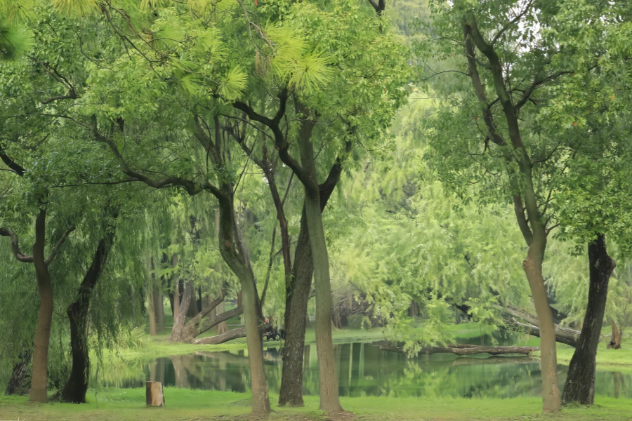 Gongqing National Forest Park: A Natural Symphony from Youth Nursery to Urban Green Heart-3