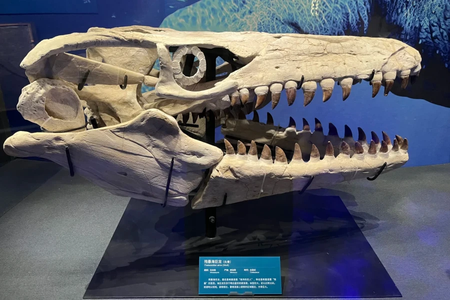 Beijing Museum of Natural History: An epic journey of life evolution spanning hundreds of millions of years-2