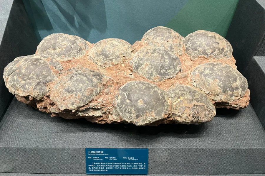 Beijing Museum of Natural History: An epic journey of life evolution spanning hundreds of millions of years-3