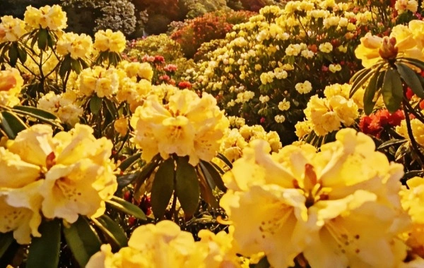 Baili Rhododendron: A Journey to the World Garden on the Earth's Color Belt and Highland Flower Sea Wonderland-4