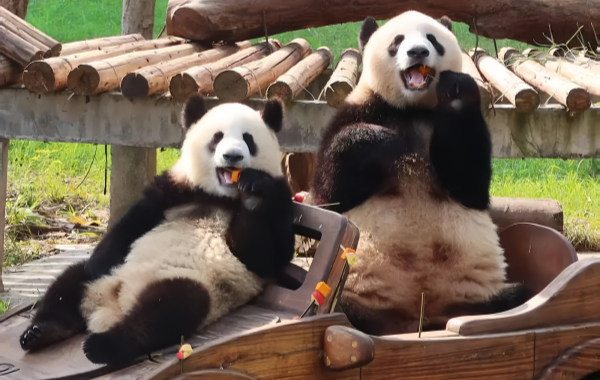 Chongqing Zoo:A Lifeline for the Mountain City for 70 Years