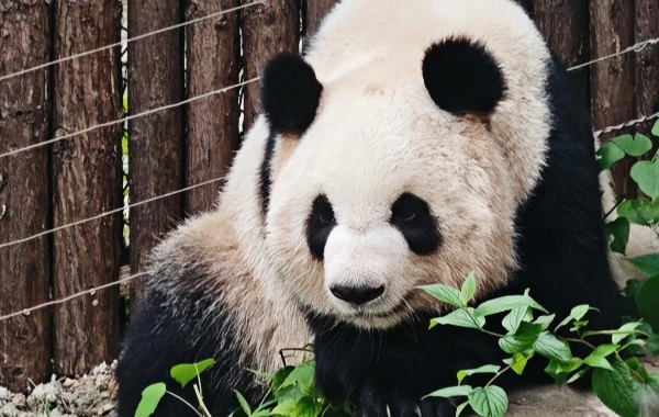 Changsha Ecological Zoo:A Journey into an