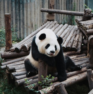 China Yangtze River & Panda Tour