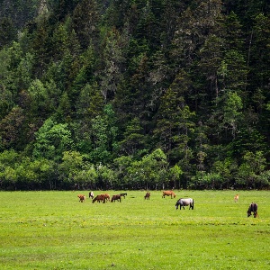 Yunnan Adventure and Scenic Wonders: 6 Days Exploring Natural Beauty