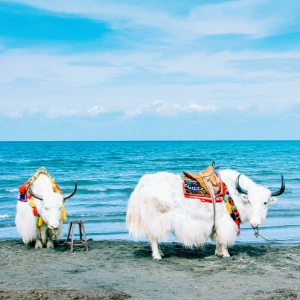 Qinghai-Gansu Cultural Tour