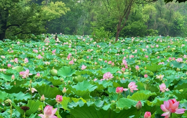 Hangzhou Flower Viewing – Best Blooms Near the City
