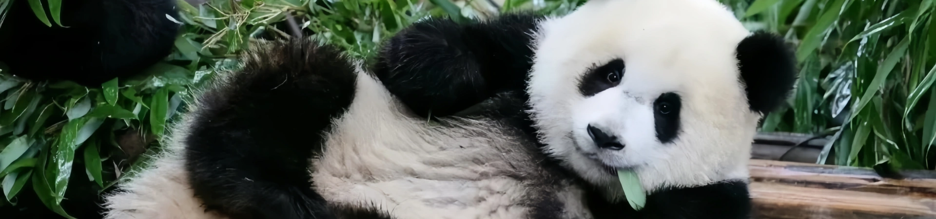 Chengdu nach Dark: Ein Leitfaden für Nachtmärkte, Nachtleben und Food Streets, die die gewaltsame Seele der Stadt erobern