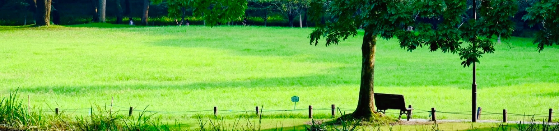 Top 5 Must-Try Hangzhou Delicazas: Un viaje gastronómico a través del alma culinaria de la ciudad