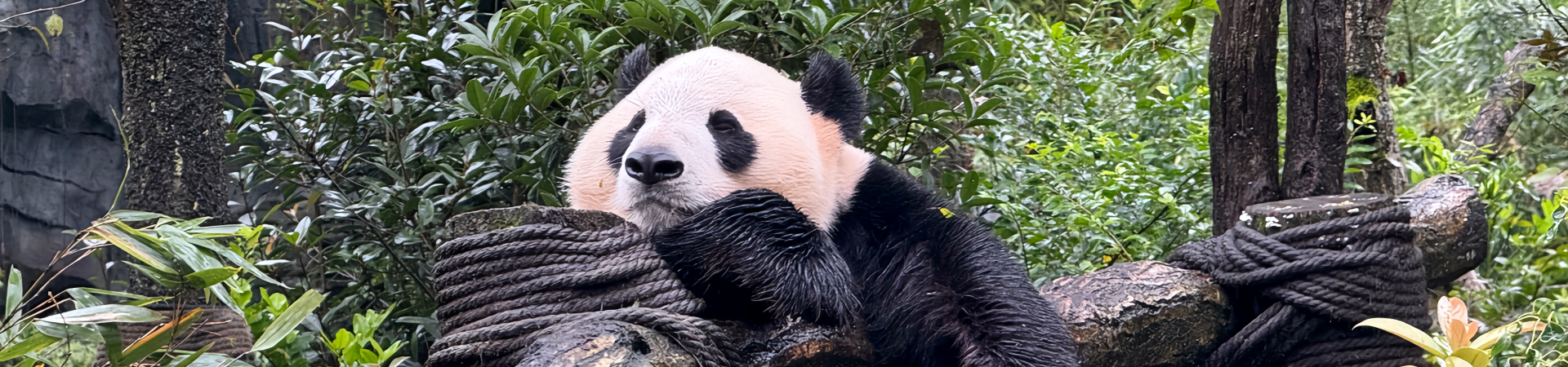 Top 5 Must-Try Sichuan Dishes: Eine würzige und geschmackvolle Reise durch Chinas Kulinarisches Herzland