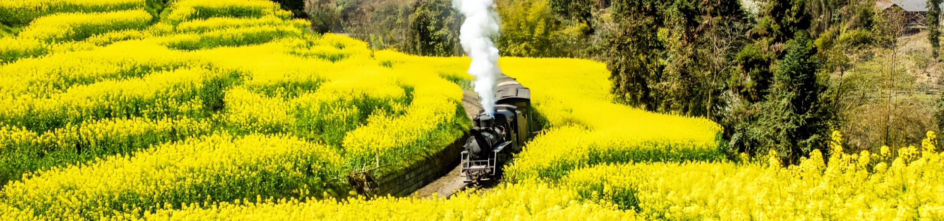 Jiayang small train (spring rapeseed flowers)