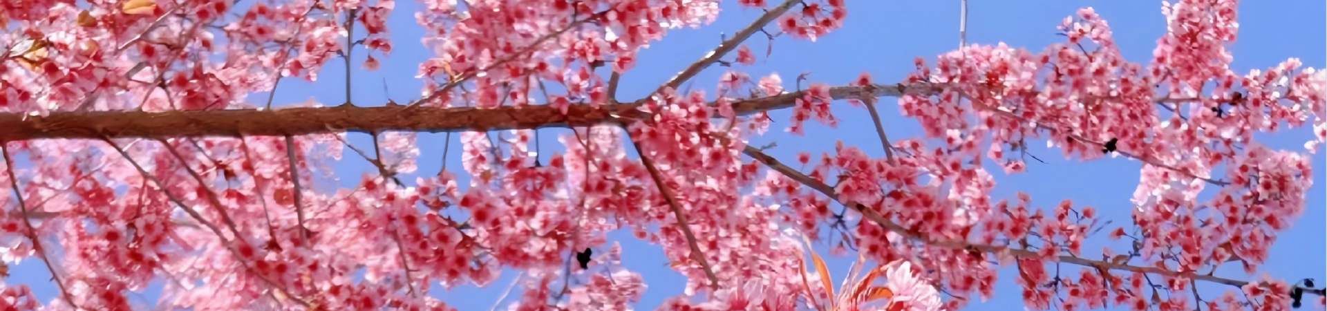Kunming Botanical Garden West Garden (Cherry Blossoms)