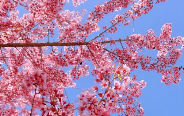 Kunming Botanical Garden West Garden