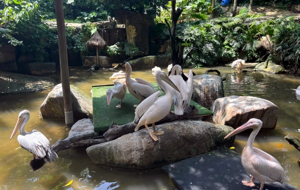 Chimelong Wildlife Park