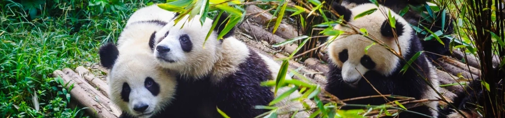 Chengdu Panda Base
