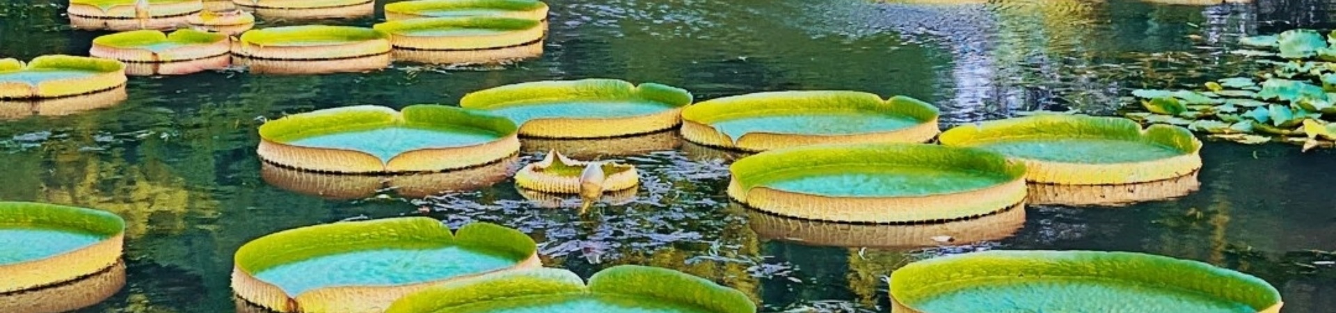Chenshan Botanical Garden