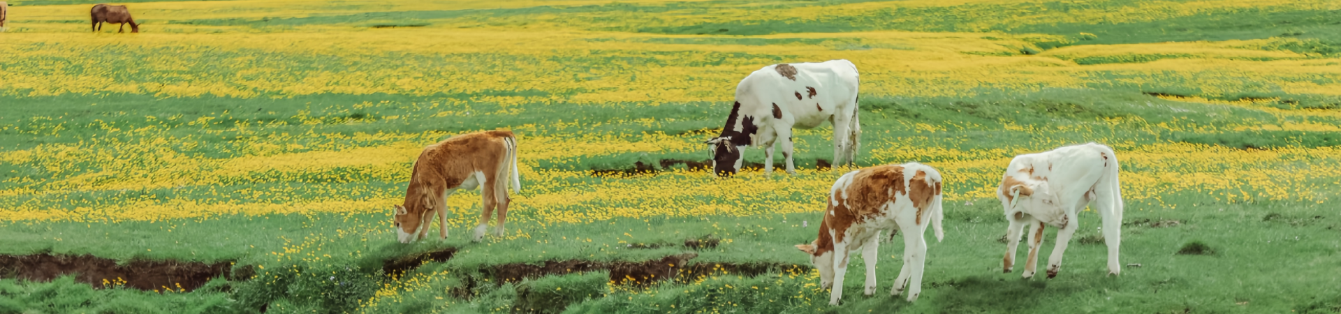Muchang Grassland