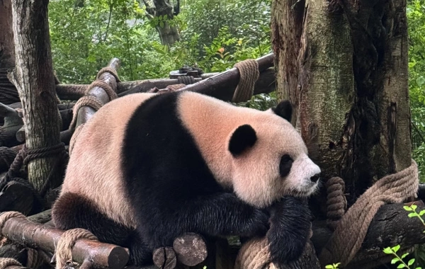 Day 8: Giant Panda Base – Leshan Giant Buddha